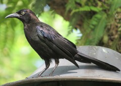 Quiscalus quiscula stonei