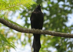 Quiscalus quiscula stonei