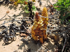 Orobanche densiflora