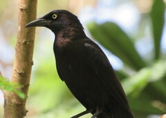 Quiscalus quiscula stonei