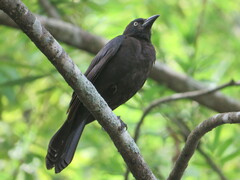 Quiscalus quiscula stonei