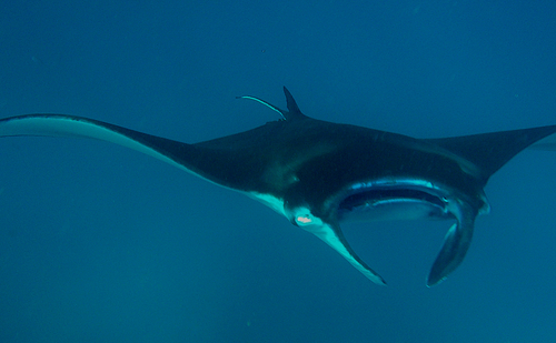 Reef Manta Ray (Mobula alfredi)
