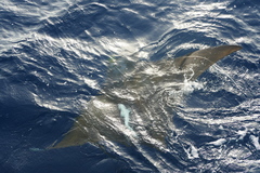 Mobula tarapacana