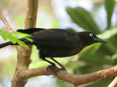 Quiscalus quiscula stonei