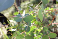 Eucalyptus cephalocarpa