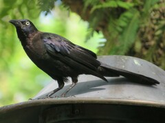 Quiscalus quiscula stonei