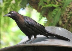 Quiscalus quiscula stonei