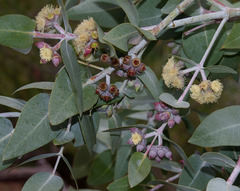 Eucalyptus mooreana