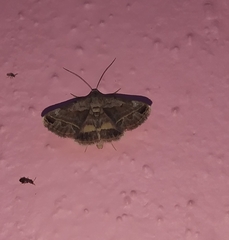 Acantholipes