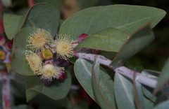 Eucalyptus mooreana
