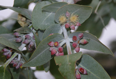 Eucalyptus mooreana
