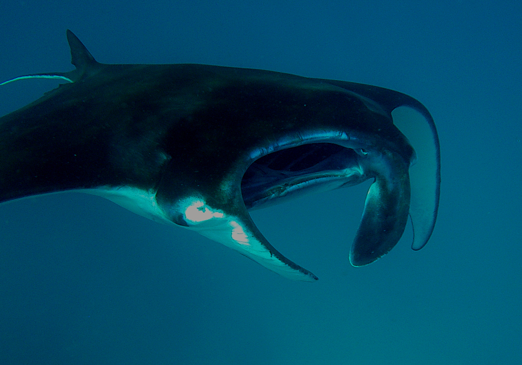 Reef Manta Ray (Mobula alfredi) — recorded at Suana