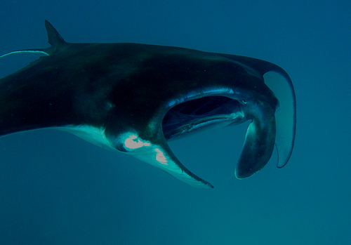 Reef Manta Ray (Mobula alfredi)
