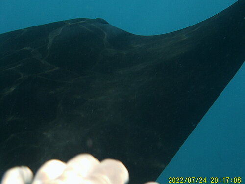 Reef Manta Ray (Mobula alfredi)