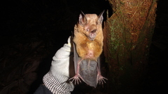 Phyllostomus elongatus