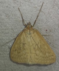 Protodeltote albidula