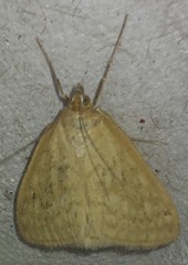 Protodeltote albidula