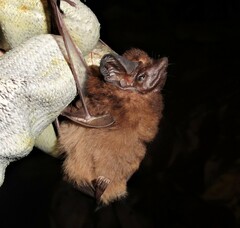 Peropteryx