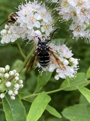 Temnostoma venustum