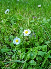 Bellis perennis