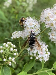 Temnostoma venustum
