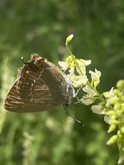 Satyrium ilicis