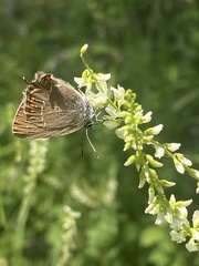 Satyrium ilicis
