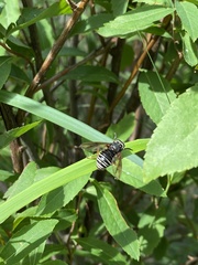 Temnostoma venustum