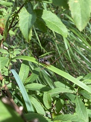 Temnostoma venustum