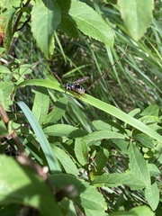 Temnostoma venustum
