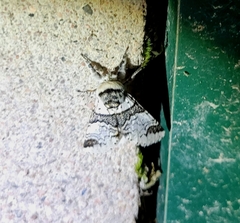 Furcula scolopendrina