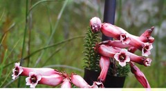 Erica aristata
