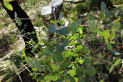 Eucalyptus cephalocarpa