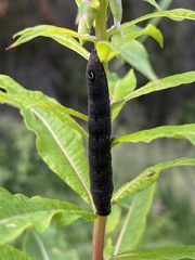 Proserpinus flavofasciata