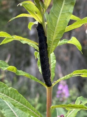 Proserpinus flavofasciata