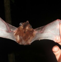 Peropteryx