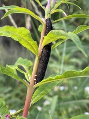 Proserpinus flavofasciata