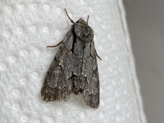 Acronicta tridens