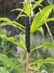 Proserpinus flavofasciata