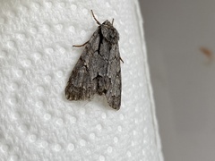 Acronicta tridens