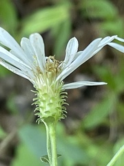 Eurybia mirabilis