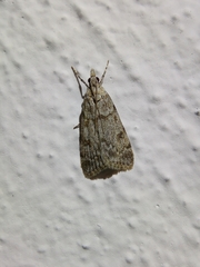 Scoparia subfusca