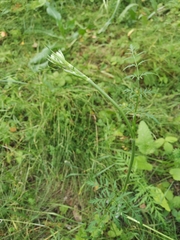 Silphiodaucus prutenicus