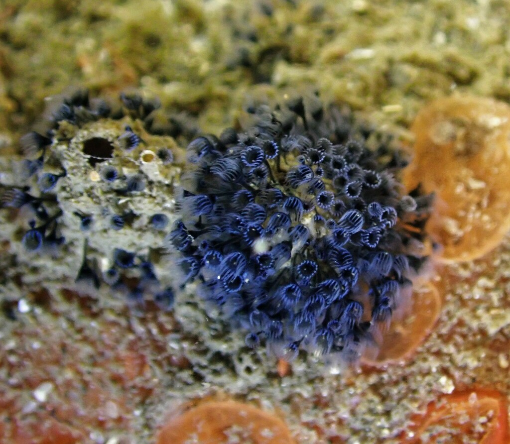 Loxosomatidae from Sydney NSW, Australia on July 24, 2022 at 0623 PM