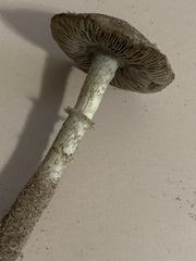Psathyrella arenulina
