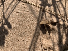 Psathyrella arenulina