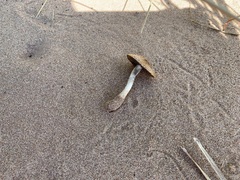 Psathyrella arenulina