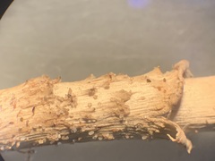 Psathyrella arenulina