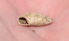 Mastus rossmaessleri