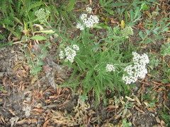 Achillea millefolium